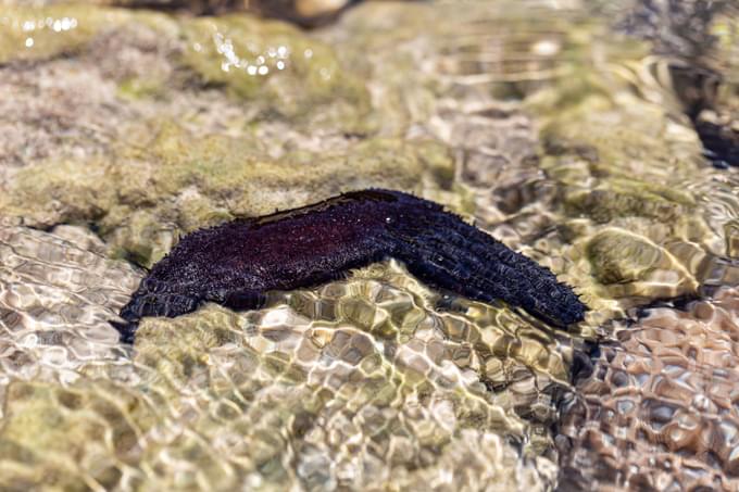 Black Sea Cucumber