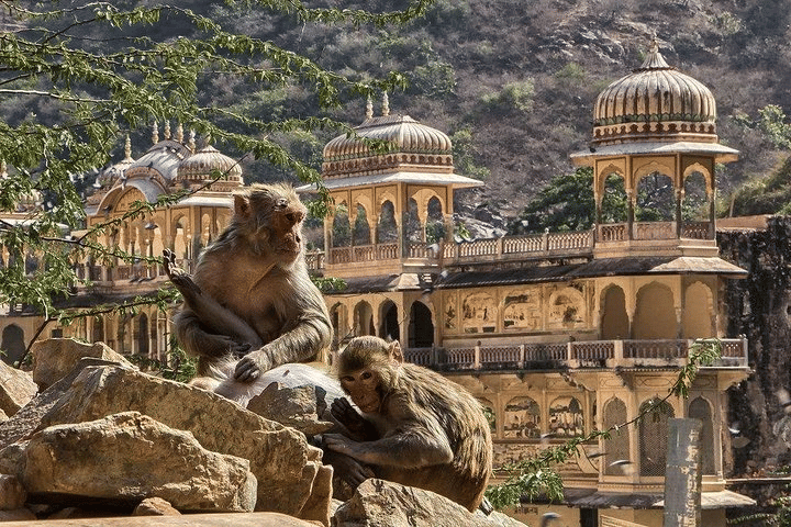Play with the notorious monkeys