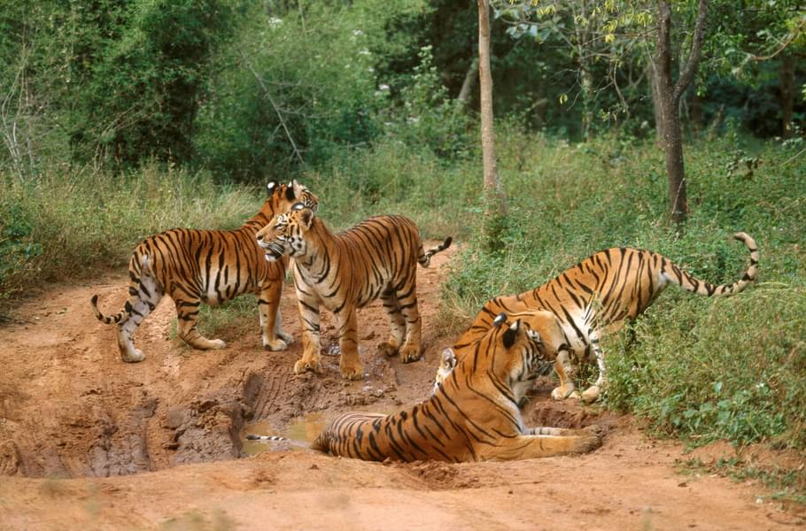 Bannerghatta National Park Safari Image