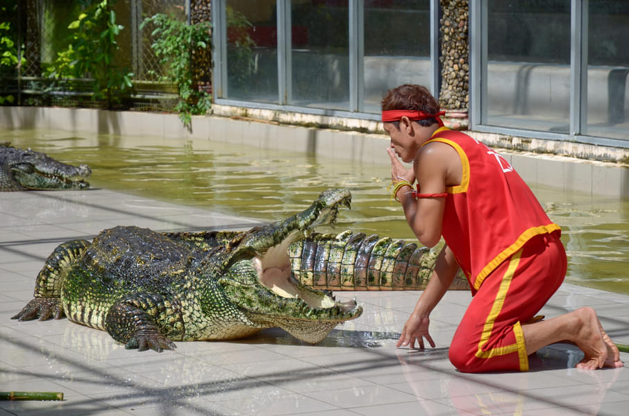 Crocodile Show Porosus Admission Ticket in Phuket Image