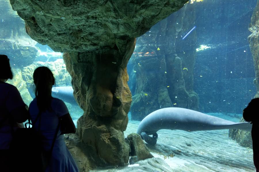 See underwater world from the thick glass