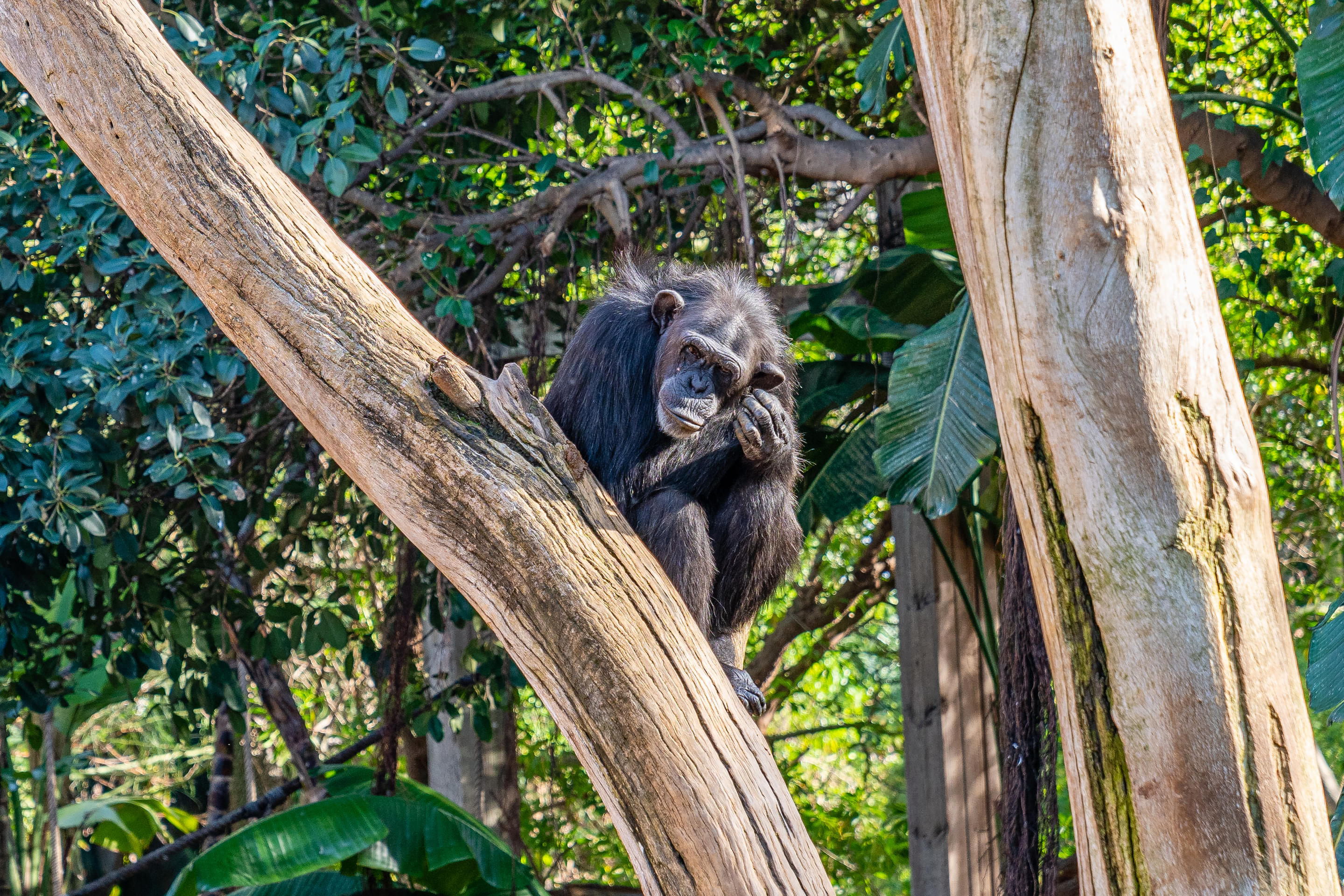 Bioparc Fuengirola Overview