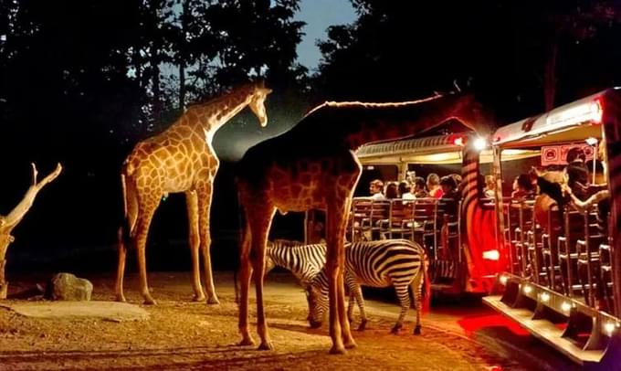 Night Safari