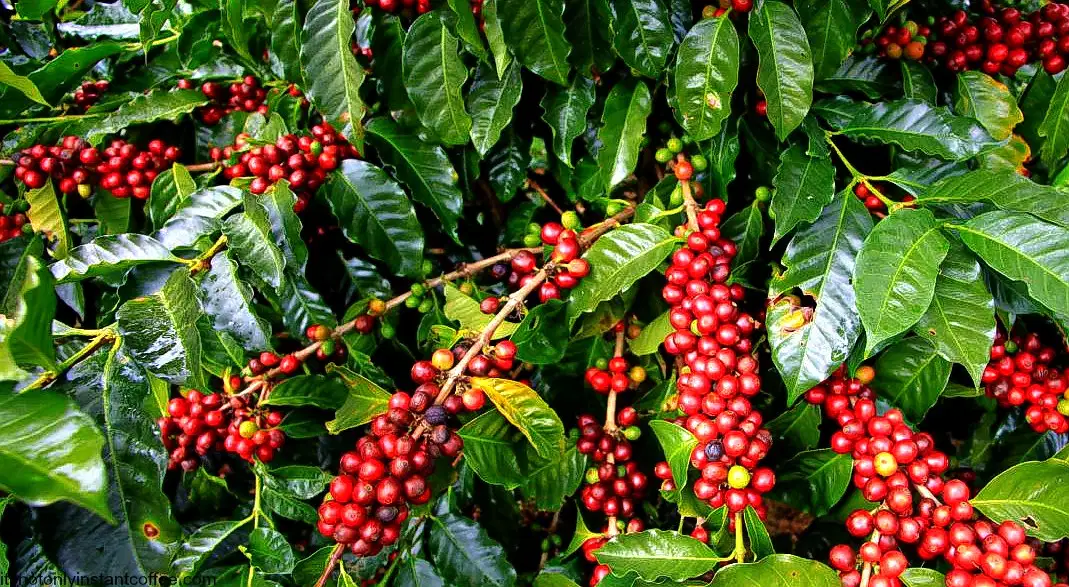 Coffee Tour In Coorg