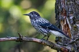 Enjoy Birdwatching