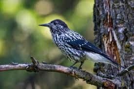 Enjoy Birdwatching