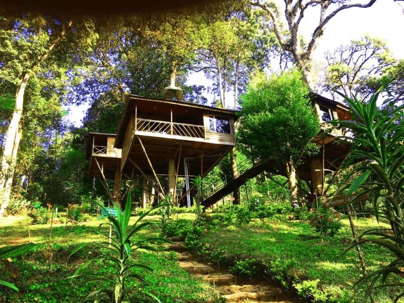 Tree House Stay