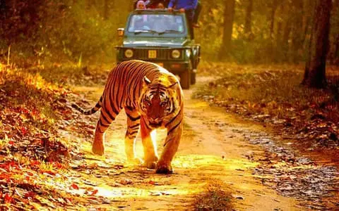 Wildlife Tours in Madhya Pradesh