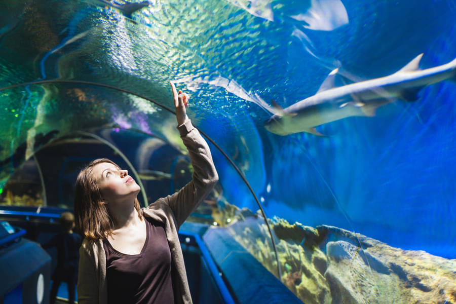 Explore the aquatic world by taking a tour to the Palma Aquarium