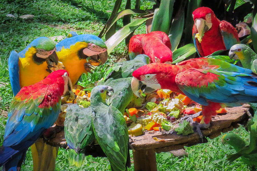Admire the vast collection of exotic birds