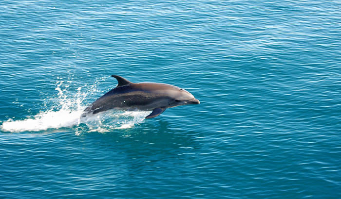 Palolem Beach Dolphin Trip Image