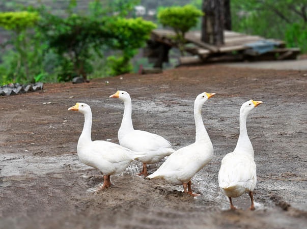 Simbalwara Wildlife Sanctuary