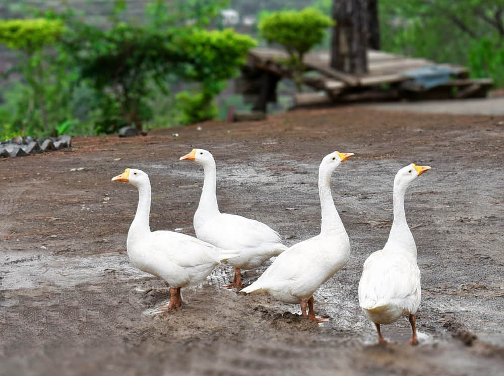Simbalwara Wildlife Sanctuary