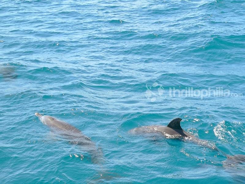 Dolphin Spotting Trips At Om Beach Image