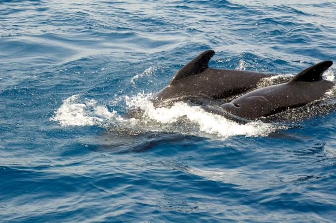 Tarifa Whale Watching.jpg