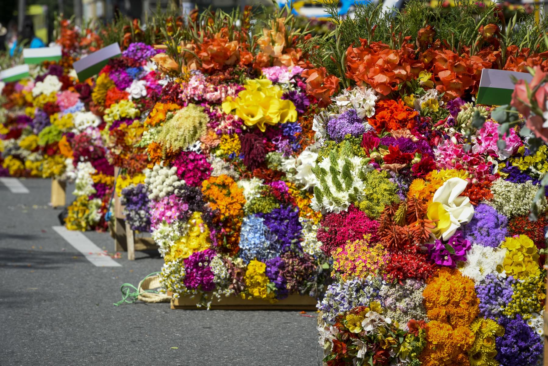 Join the Flower Parade