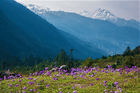 Witness the floral landscape of Yumthang Valley