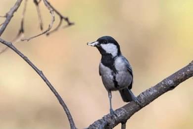 Visit Binsar Wildlife Sanctuary After Darshan