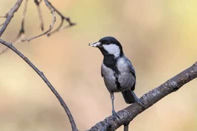 Visit Binsar Wildlife Sanctuary After Darshan