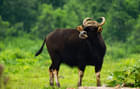 Catch glimpses of the massive Indian Gaur during your trek