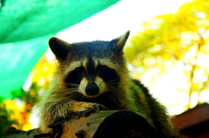 Raccoon Feeding