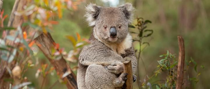 Koala in Healesville Sanctuary