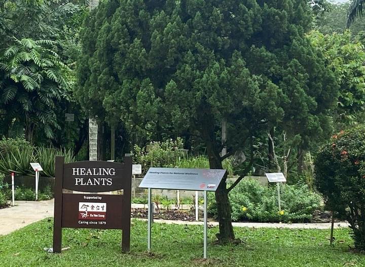 healing-plants-area.jpg