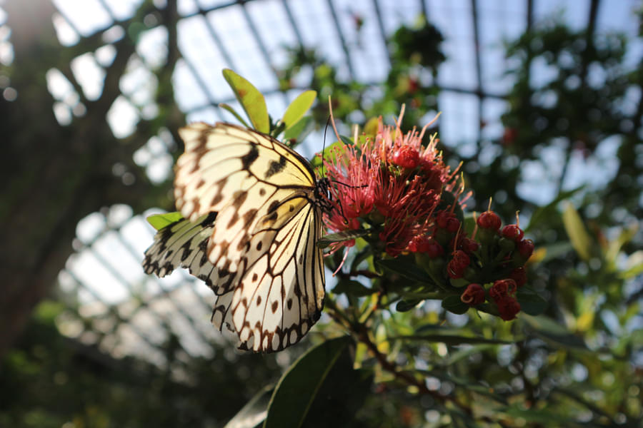 Observe the fascinating sight of butterflies feeding themselves in their natural habitat.