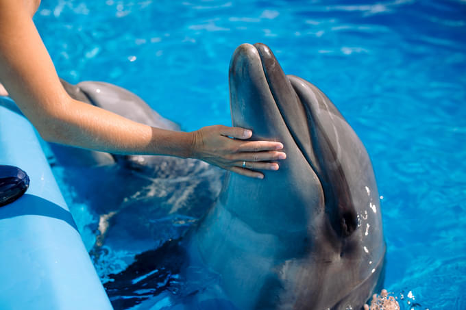 Dolphins in Dubai