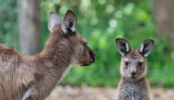 kangaroo in Healesville Sanctuary