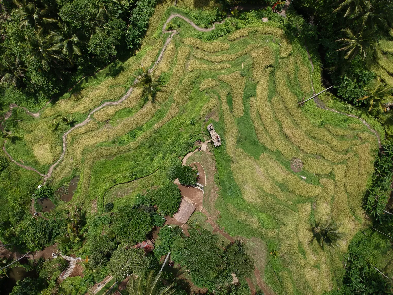 Tegallalang Rice Terraces