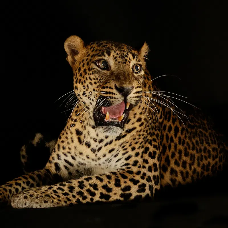 Night Safari