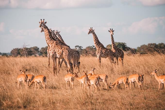 Mikumi National Park