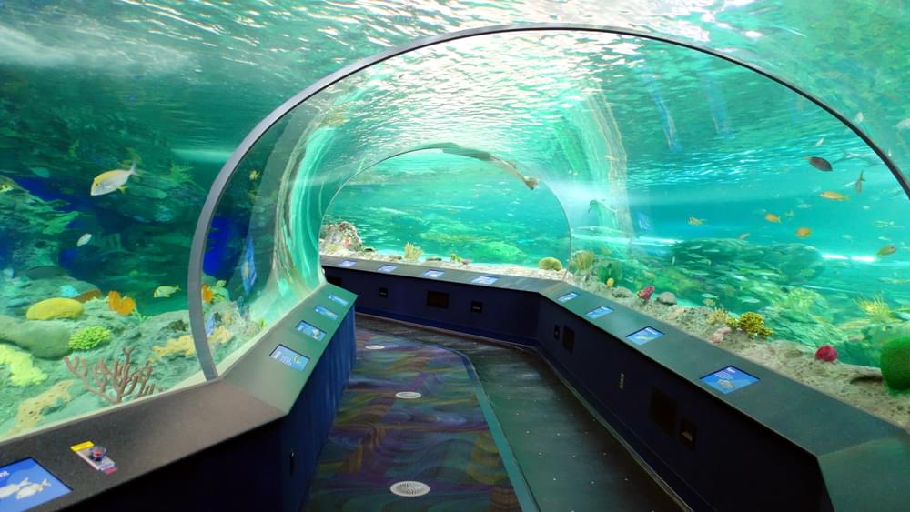 Get mesmerized by the various aquatic animals, as you stroll through the glass tunnels 