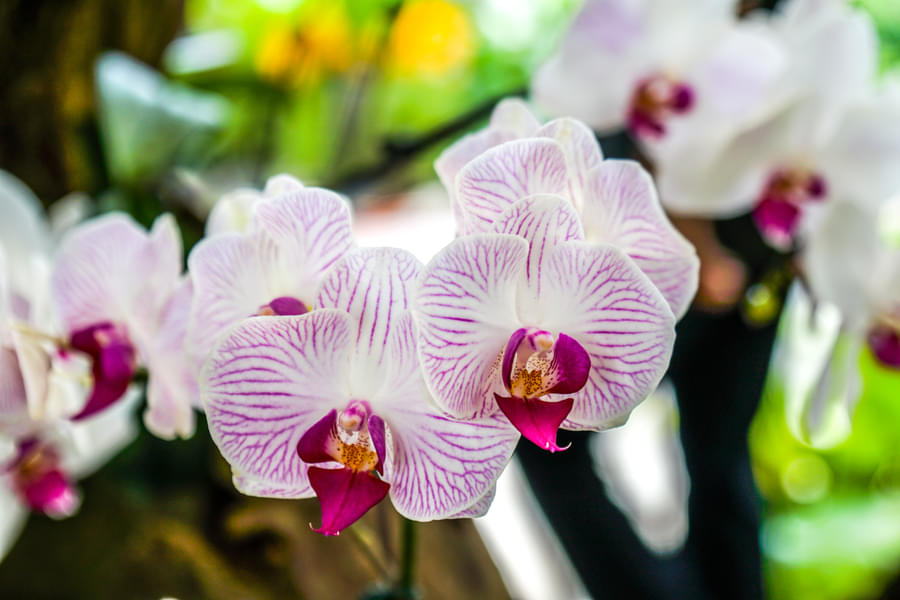 Marvel at the stunning beauty of pink and white orchids 