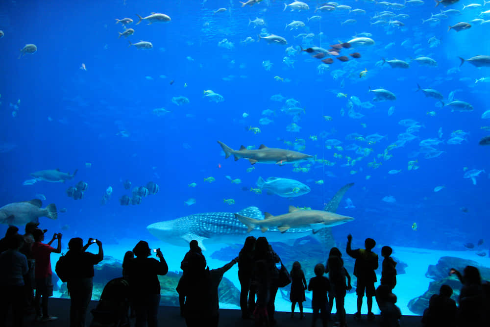 Dubai Aquarium and Underwater Zoo