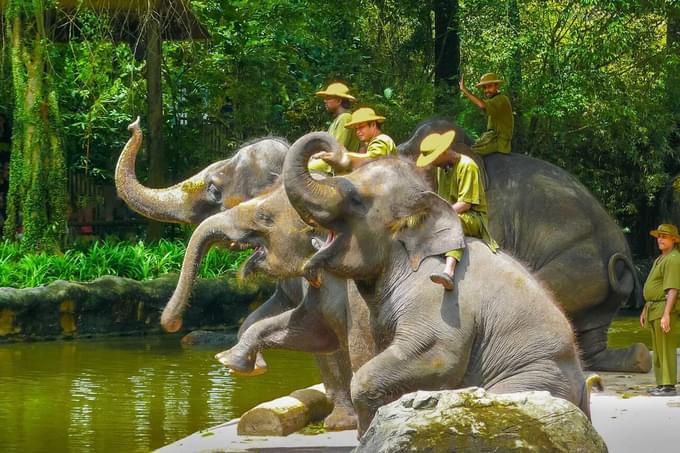 Elephants of Asia Singapore Zoo