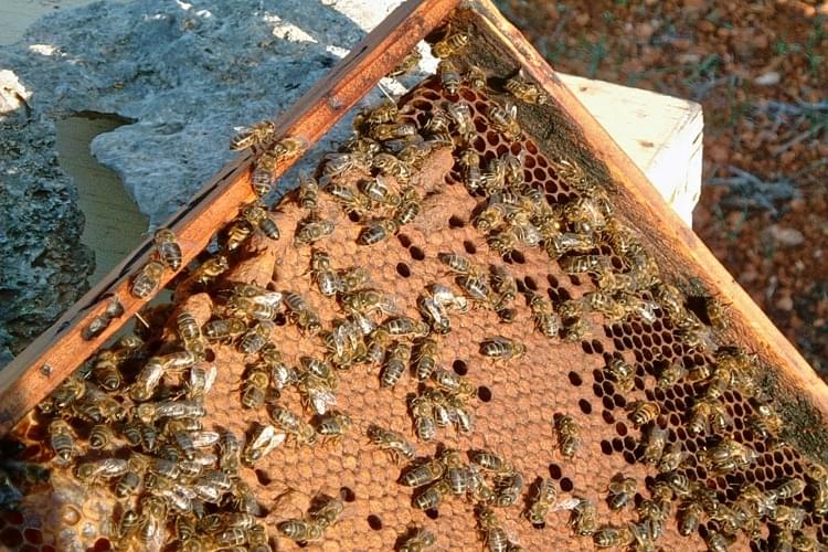 Beekeeping And Honey Tour In Coorg Image
