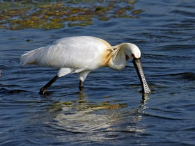 9uvvrmjsp2nbsz9zg1px8ub9vnlg 4625825059 7cddf70149 o