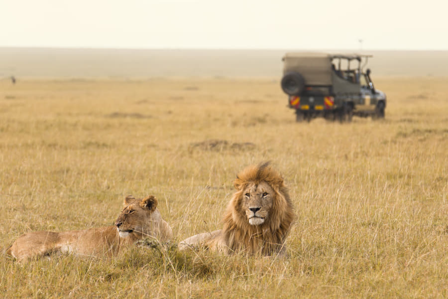 Half-Day Game Drive at Masai Mara National Park Image