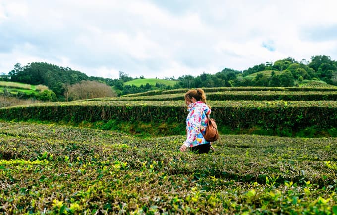 Tourist wandering through lush tea plantations