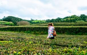 Tourist wandering through lush tea plantations