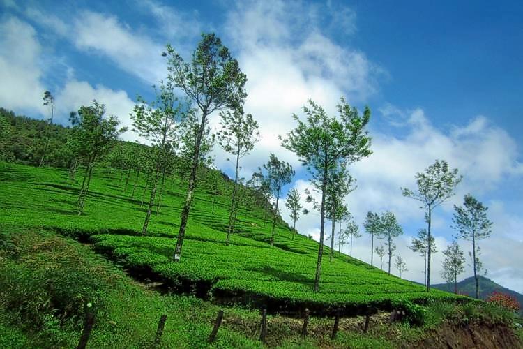 Tea Valley Tour Munnar Image