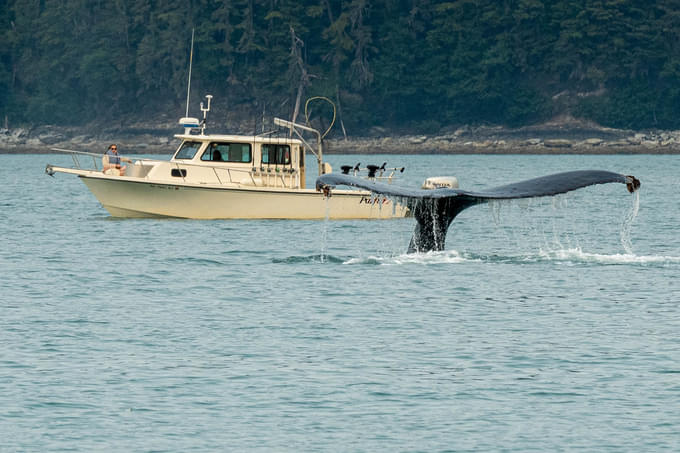 humpback whale in Quebec