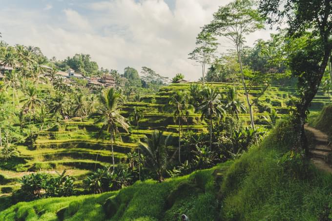 Tegallalang Rice Terrace