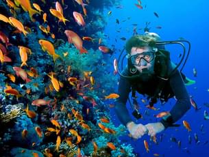 9vxbtoq9v0u44kn74zjohstrr89h scuba
