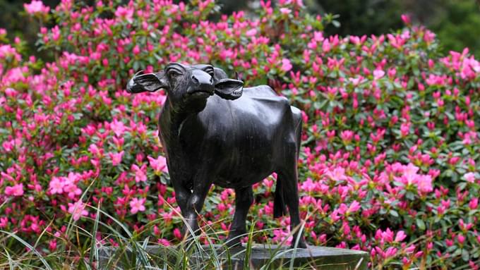 Buffalo bull in ARTIS Zoo