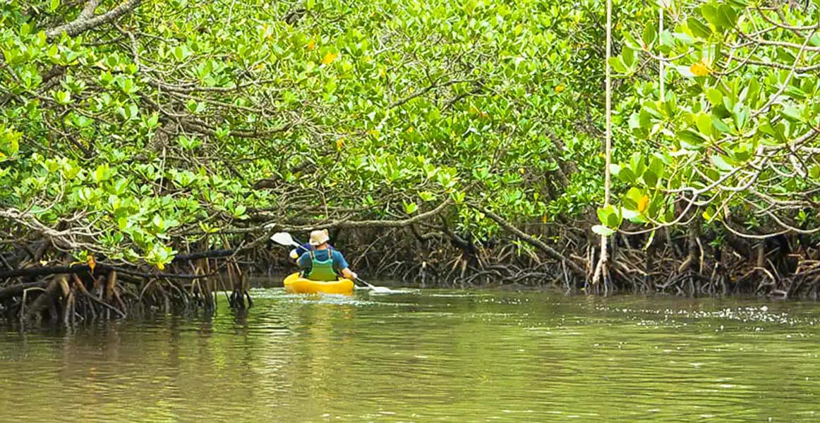 Mangrove Kayaking in Singapore Image
