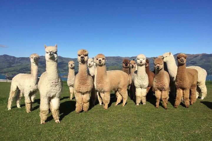 Alpaca Azerbaijan, <em>Shamakhi</em>