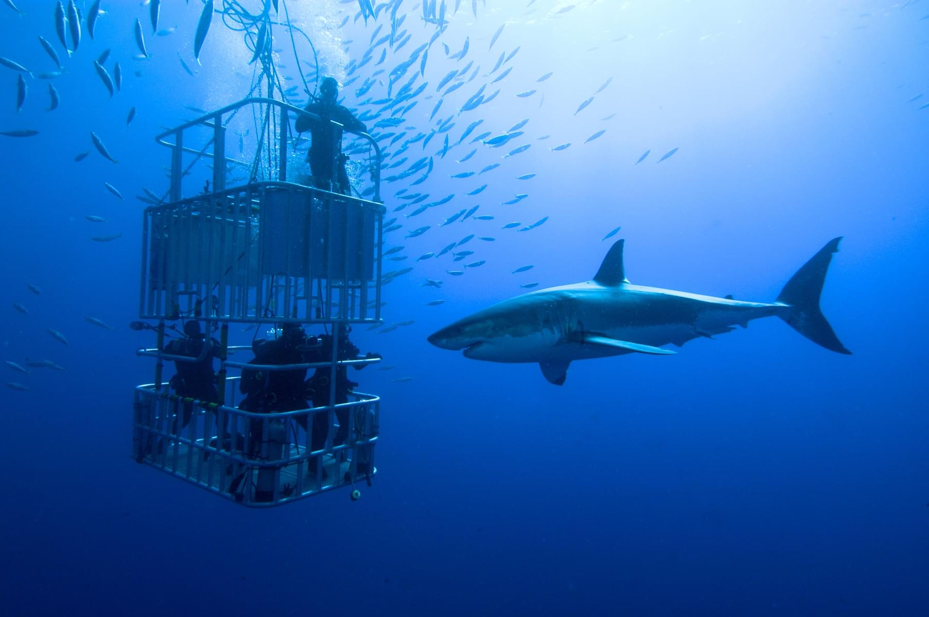 Shark Cage Dive 